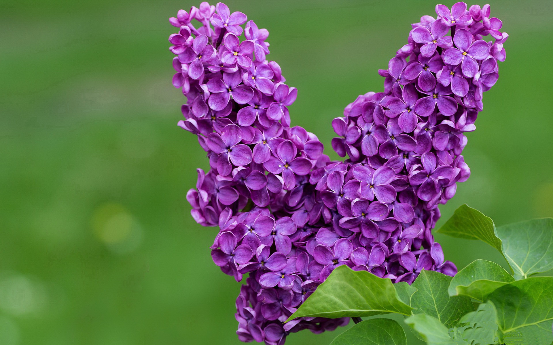 开云体育登录-当珠江的奔流注入F1赛道，速度美学在篮球场与街道上的双重奏鸣